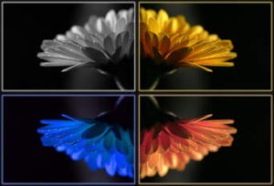 4 colors of a flower